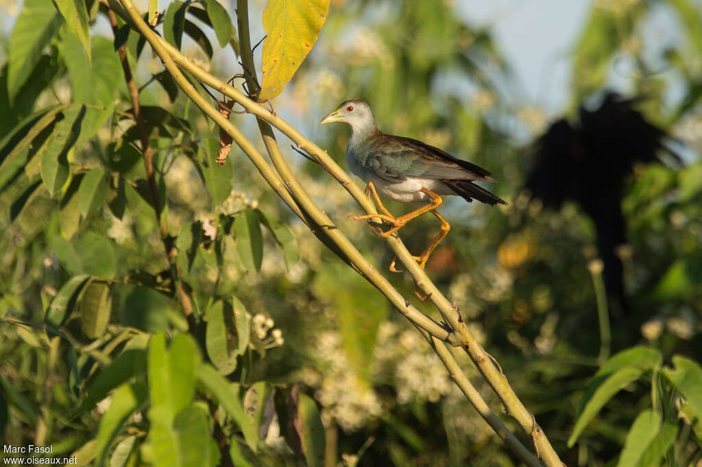 Talève favoriteadulte, identification