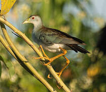 Azure Gallinule