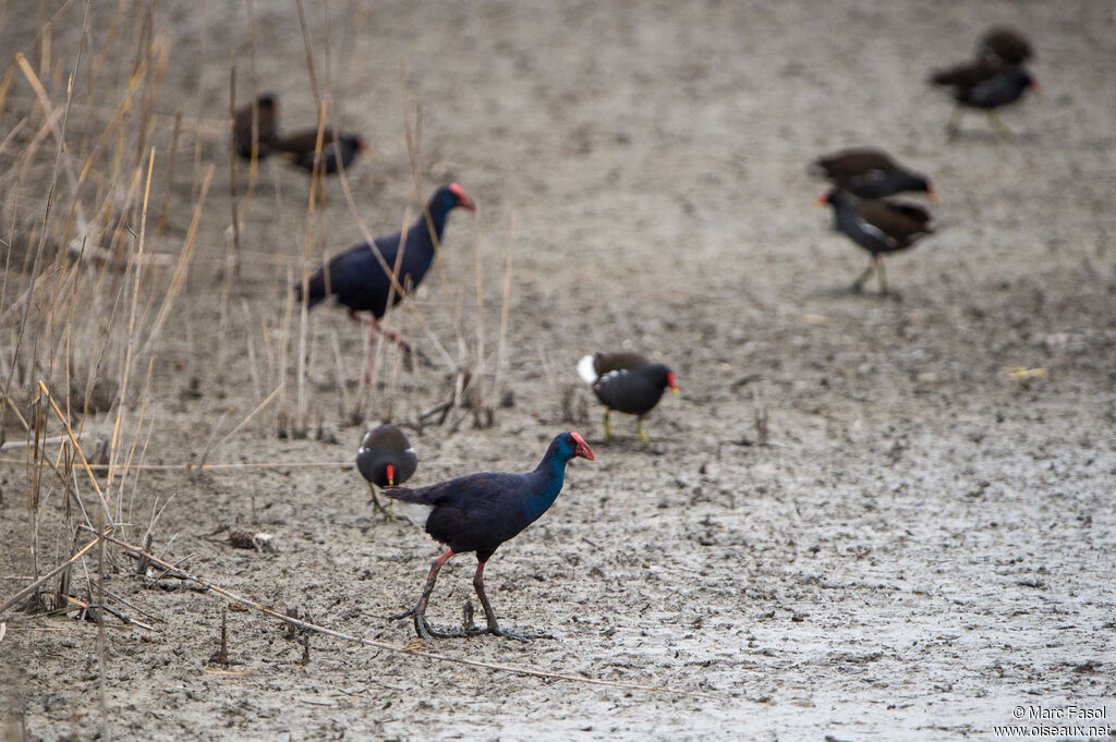 Western Swamphenadult, identification, walking