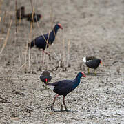 Western Swamphen