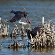 Western Swamphen