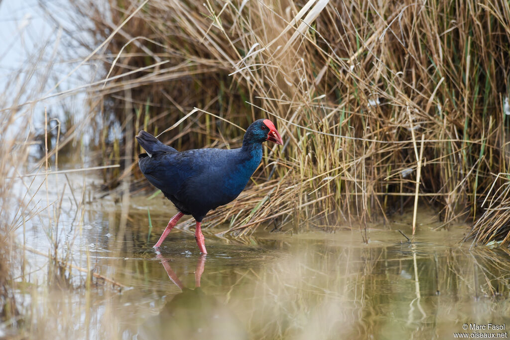 Western Swamphenadult breeding, identification, walking