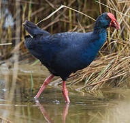 Western Swamphen