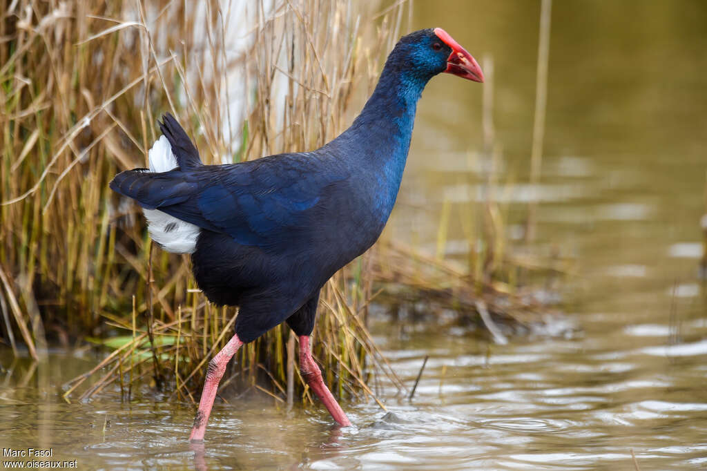 Talève sultaneadulte nuptial, identification