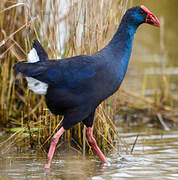 Western Swamphen