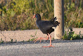 Western Swamphen