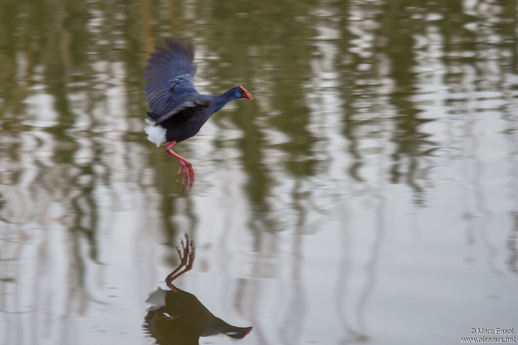 Western Swamphenadult, Flight