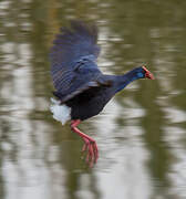 Western Swamphen