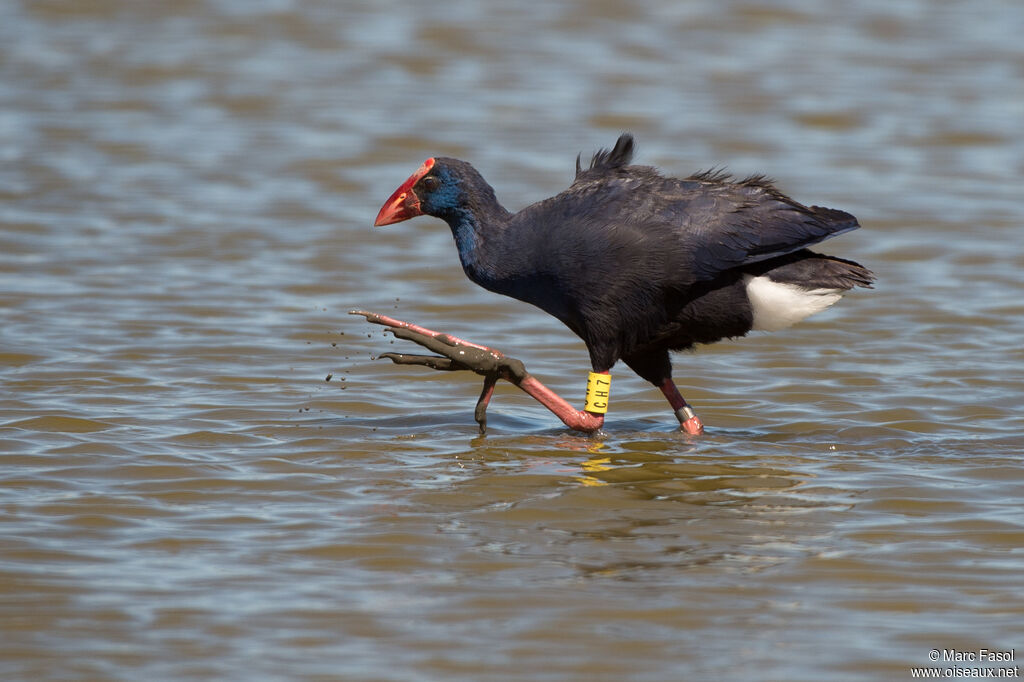 Western Swamphenadult, walking