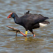 Western Swamphen