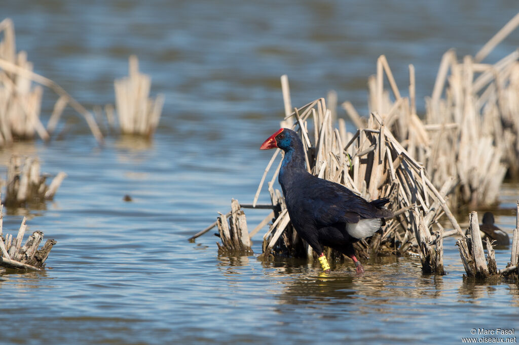 Western Swamphen