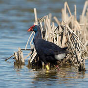 Western Swamphen