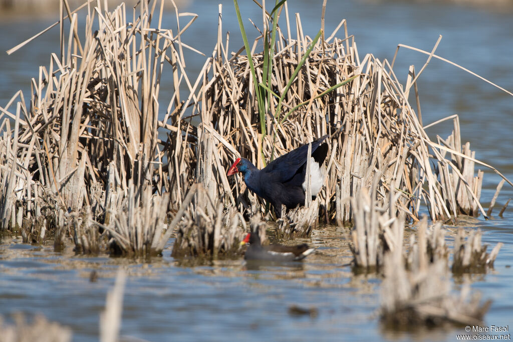 Western Swamphenadult, identification