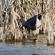 Western Swamphen