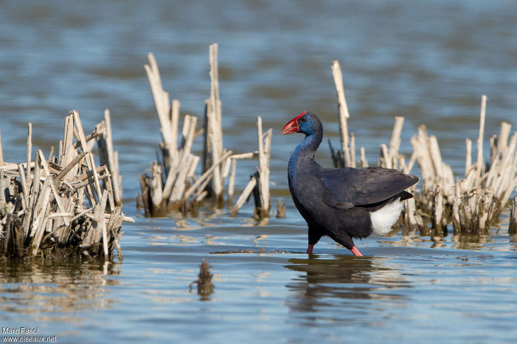 Talève sultaneadulte nuptial, habitat, pigmentation