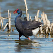 Western Swamphen