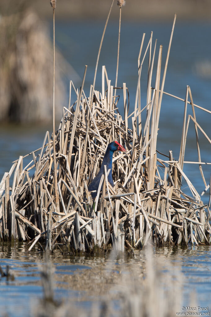 Western Swamphenadult, identification