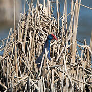 Western Swamphen