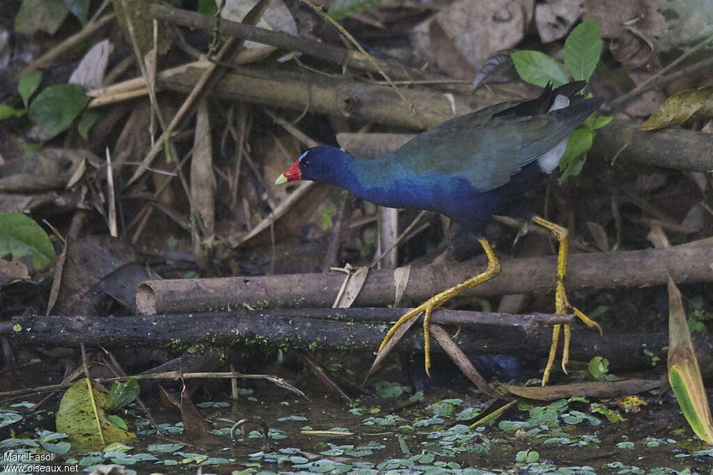 Talève violacéeadulte, identification