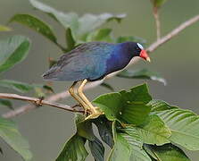 Purple Gallinule