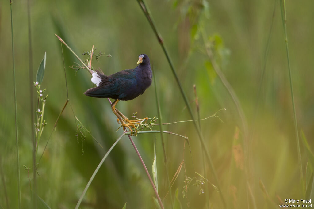 Talève violacéesubadulte, identification