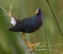 Purple Gallinule