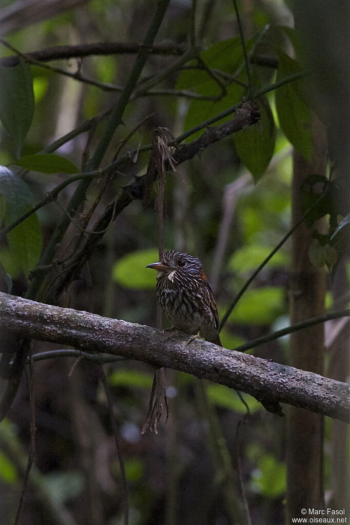 Semicollared Puffbirdadult, identification