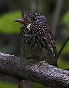 Semicollared Puffbird