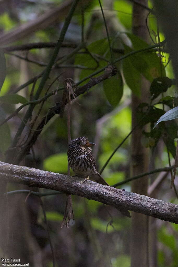 Semicollared Puffbirdadult, identification, Behaviour