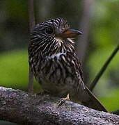 Semicollared Puffbird