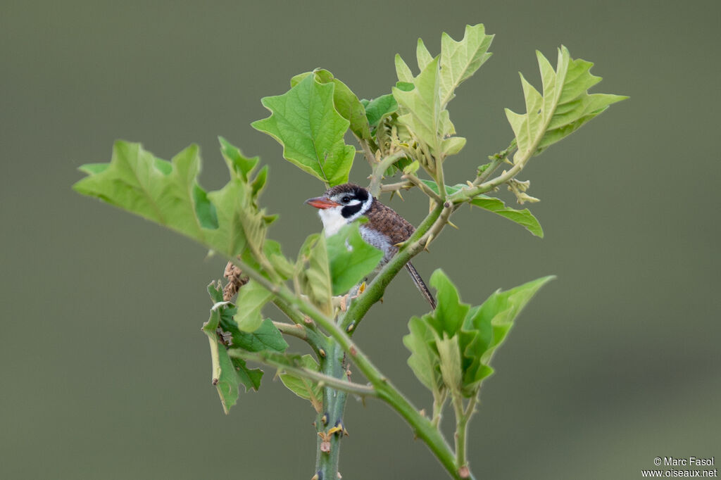 White-eared Puffbirdadult, identification