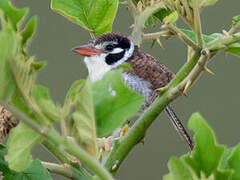 White-eared Puffbird