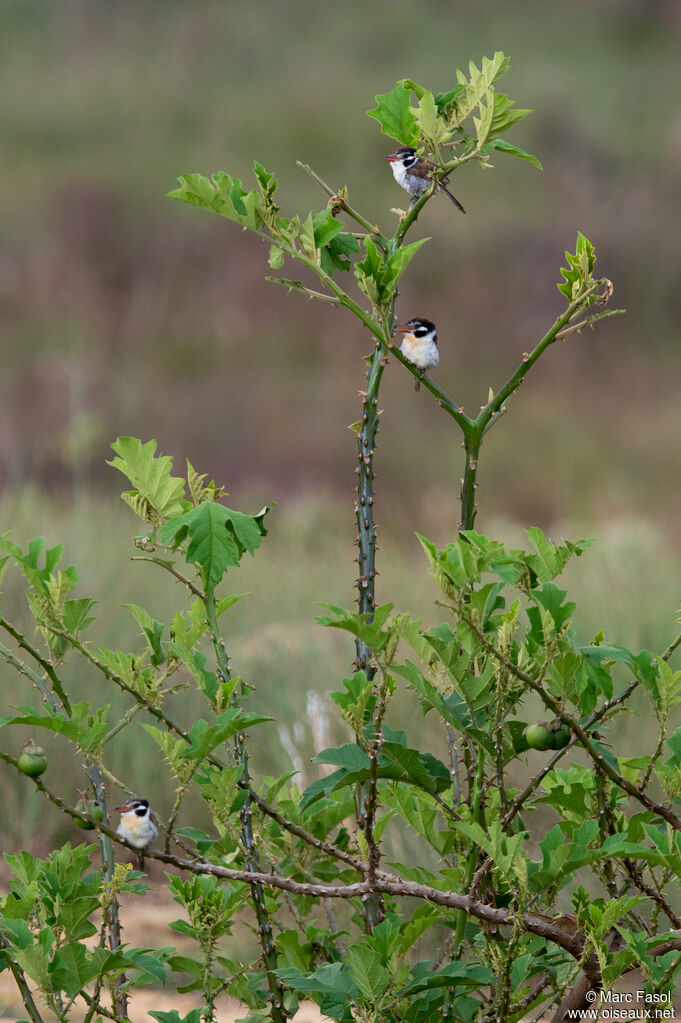 White-eared Puffbird