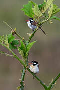 White-eared Puffbird