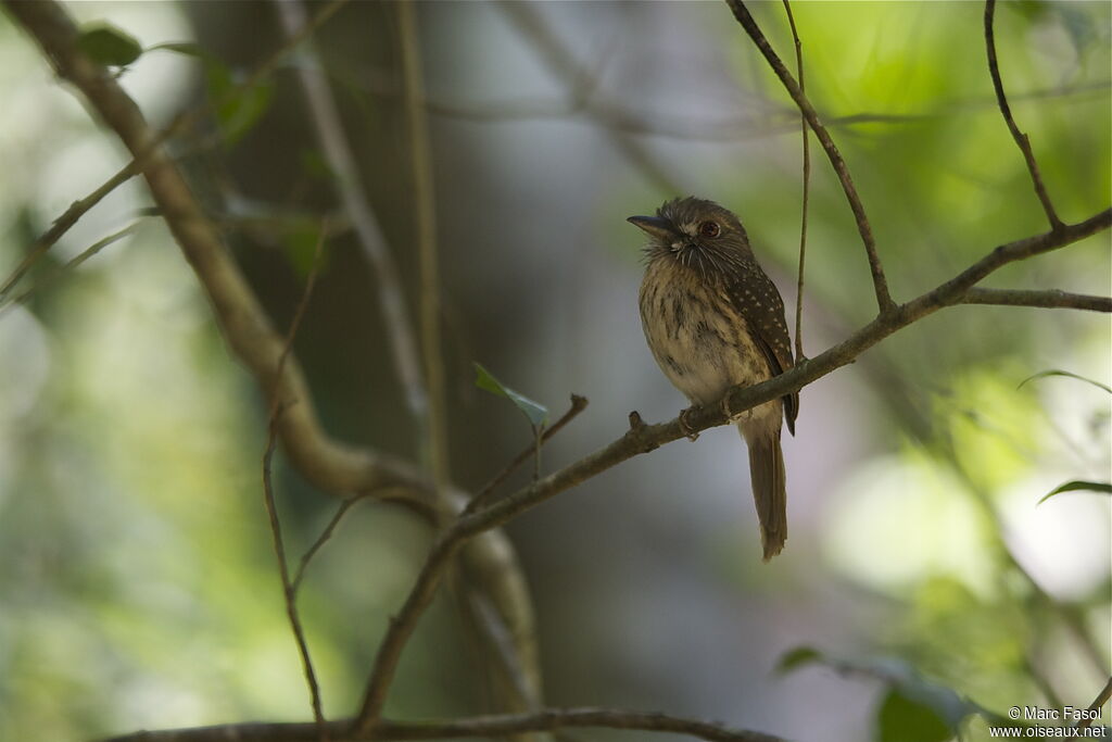 White-whiskered Puffbird male adult breeding, identification