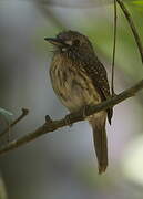 White-whiskered Puffbird