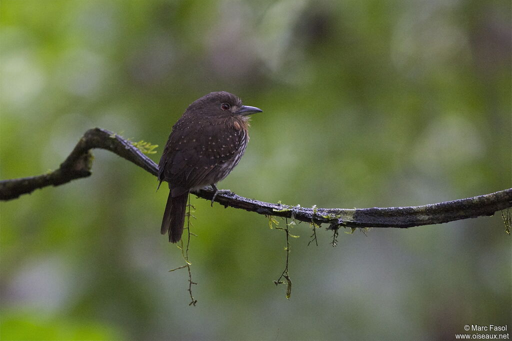 White-whiskered Puffbirdadult, identification