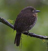 White-whiskered Puffbird