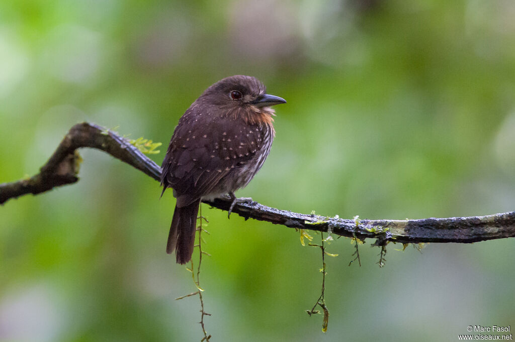 White-whiskered Puffbirdadult, identification