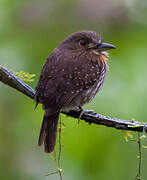 White-whiskered Puffbird