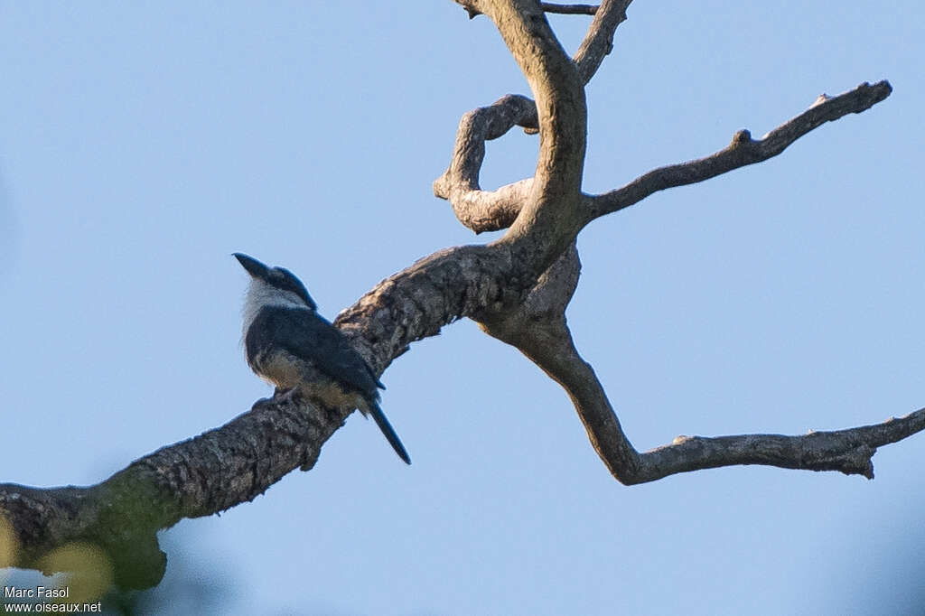 Tamatia de Swainsonadulte, identification