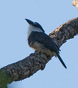 Buff-bellied Puffbird