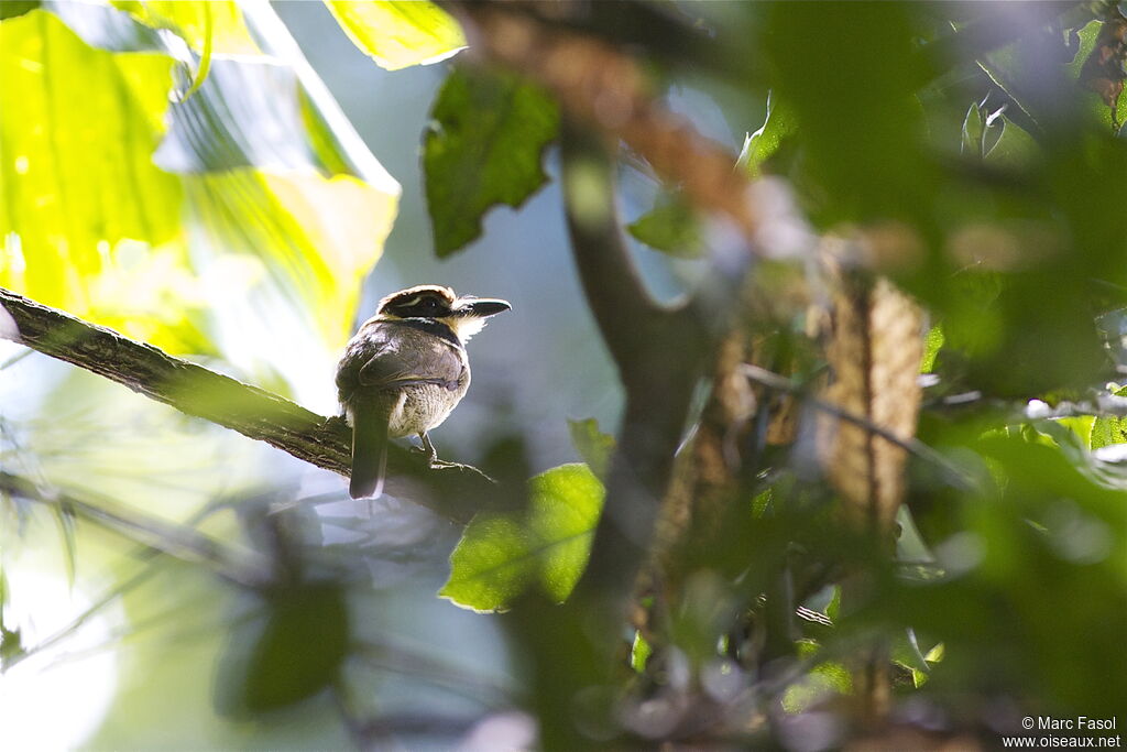 Chestnut-capped Puffbird