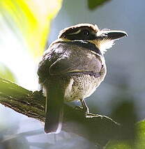 Tamatia macrodactyle