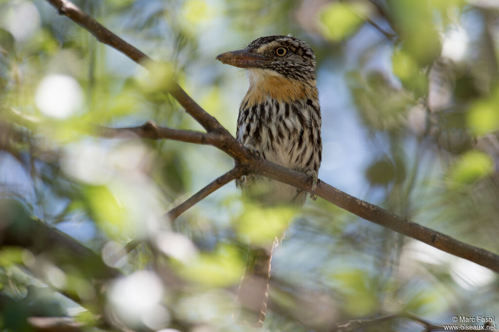 Caatinga Puffbirdadult, identification