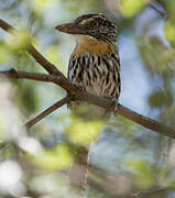 Caatinga Puffbird