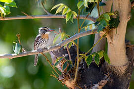 Caatinga Puffbird