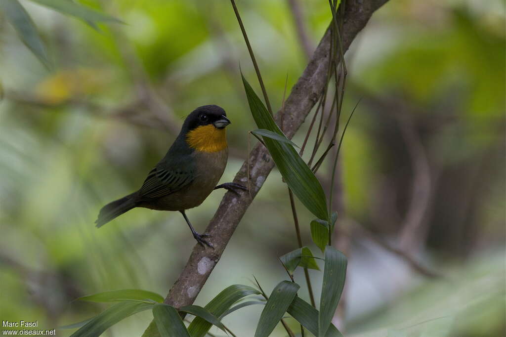 Yellow-throated Tanageradult, identification