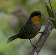 Yellow-throated Tanager