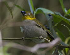 Yellow-whiskered Bush Tanager